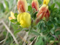 Chamaecytisus hirsutus