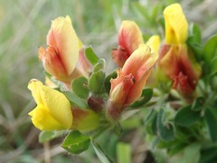 Chamaecytisus hirsutus