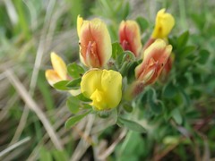 Chamaecytisus hirsutus