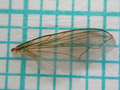 Polleniidae