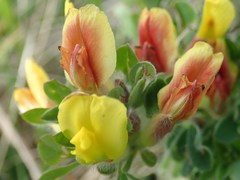 Chamaecytisus hirsutus