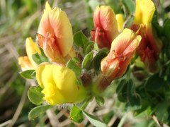 Chamaecytisus hirsutus