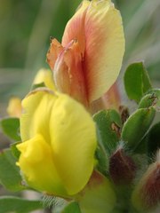 Chamaecytisus hirsutus