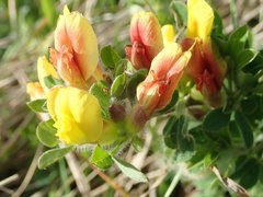 Chamaecytisus hirsutus