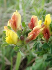 Chamaecytisus hirsutus