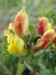 Chamaecytisus hirsutus