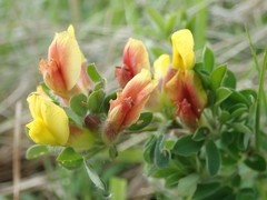 Chamaecytisus hirsutus