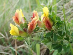 Chamaecytisus hirsutus