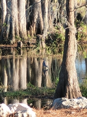 Egretta tricolor image