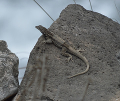 Microlophus barringtonensis