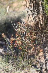 Daviesia benthamii
