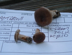 Lactifluus subgerardii