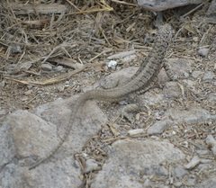 Microlophus barringtonensis