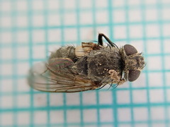Polleniidae