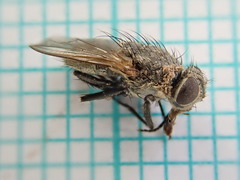 Polleniidae