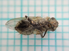 Polleniidae
