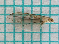 Polleniidae