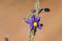 Solanum plicatile