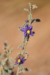 Solanum plicatile