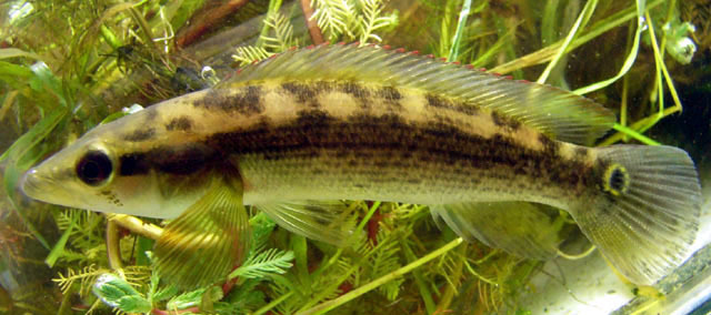 Pike Cichlid