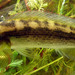False-eyed Pike Cichlid - Photo (c) Loureiro, M., some rights reserved (CC BY)