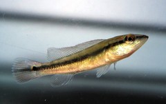 Pike Cichlid photo 2