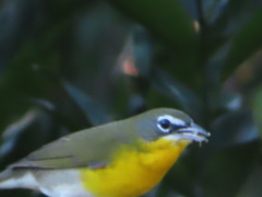 Icteria virens image