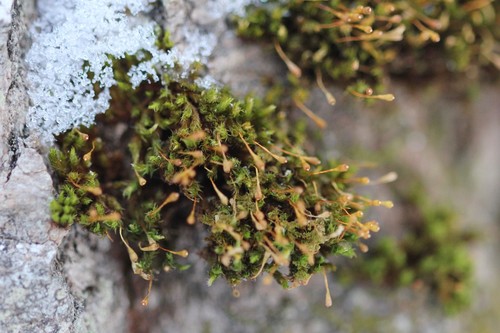 Image of Ulota coarctata by (c) Quinten Wiegersma, some rights reserved (CC BY)