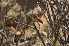 Troglodytes aedon chilensis