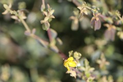 Roepera aurantiaca aurantiaca
