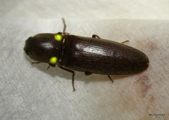 Vesperelater arizonicus