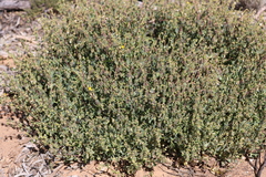 Roepera aurantiaca aurantiaca