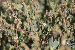 Roepera aurantiaca aurantiaca