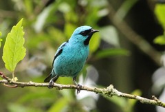 Dacnis nigripes
