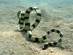 Hydrophis coggeri