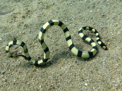 Hydrophis coggeri