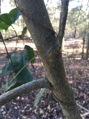 Magnolia grandiflora image