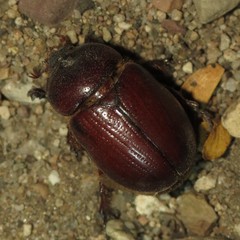 Oxygrylius ruginasus