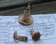 Lactifluus subgerardii