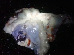 Enteroctopus dofleini