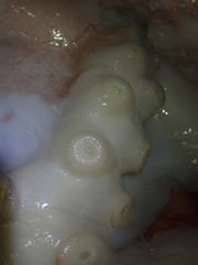 Enteroctopus dofleini