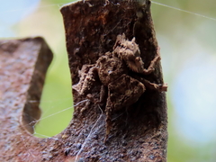 Stephanopis altifrons