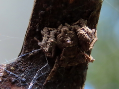 Stephanopis altifrons