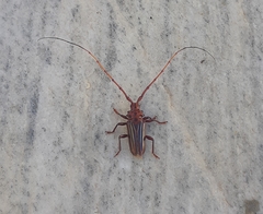 Chydarteres striatus