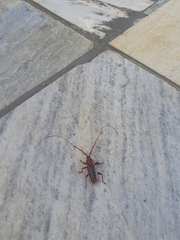 Chydarteres striatus