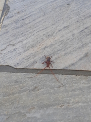 Chydarteres striatus