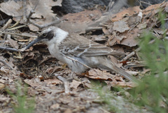 Mimus parvulus barringtoni