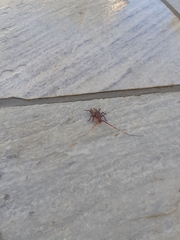 Chydarteres striatus