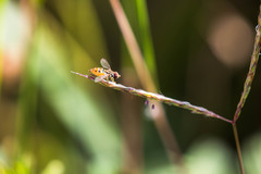 Toxomerus pulchellus