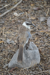 Mimus parvulus barringtoni